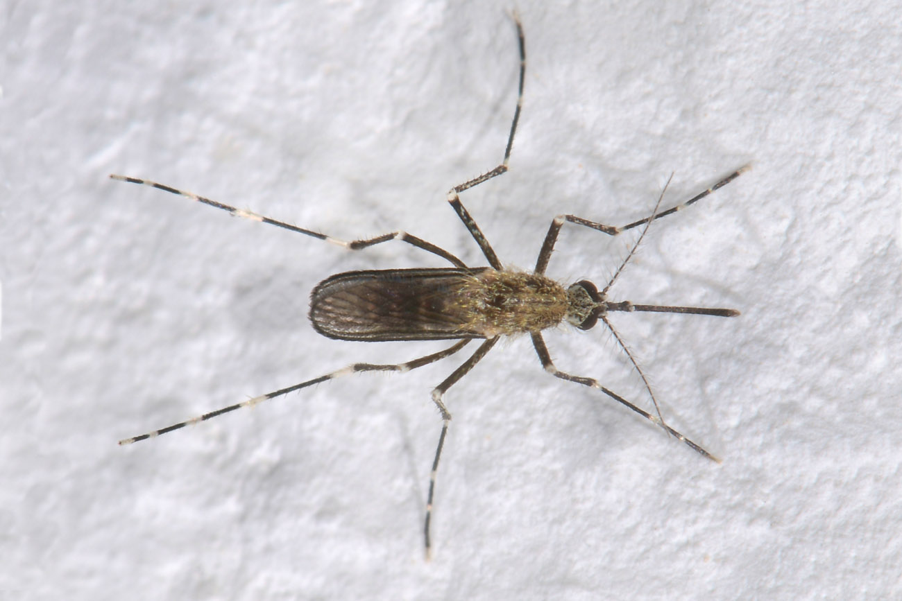 Culicidae: Culiseta sp?